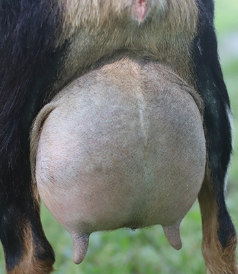 lesperance starburst